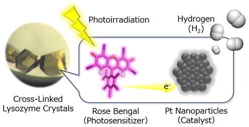 Image caption: Hydrogen (H2) evolution systems constructed in cross-linked porous lysozyme crystals by immobilizing Pt nanoparticles as H2-evolution catalysts in immediate proximity to an organic photosensitizer, rose bengal.<br/>
Image credit: H. TABE/Osaka City University
